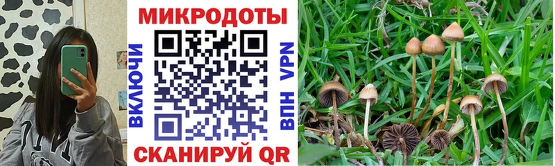 купить  сайты  Куровское  Галлюциногенные грибы Psilocybine cubensis 